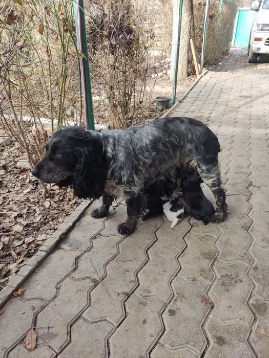 Кокер спаниель русский