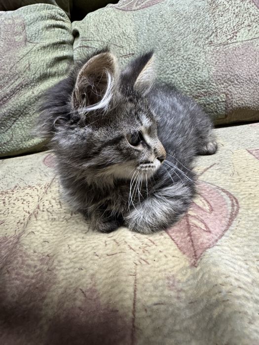 Отдам котенка в хорошие руки