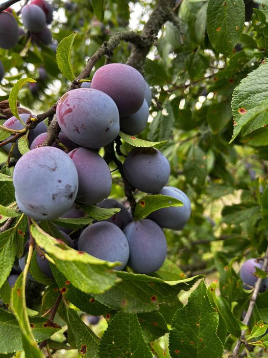 Prune Anna Späth