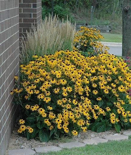 Рудбекия (Rudbeckia)