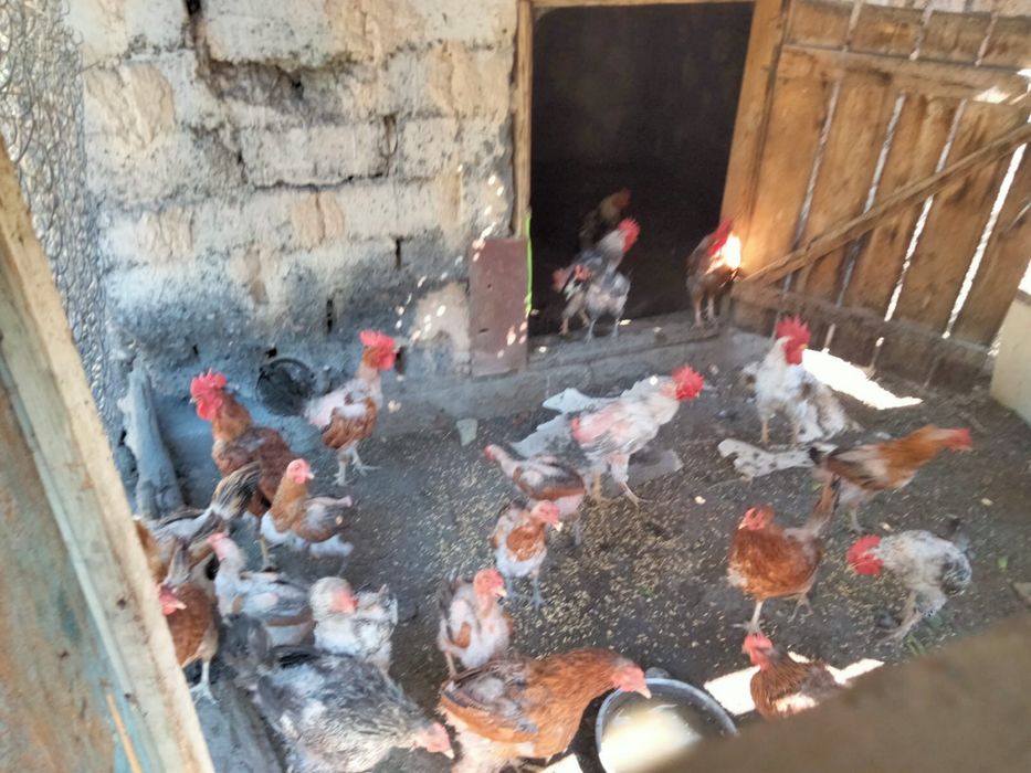 Продам кур и петухов
