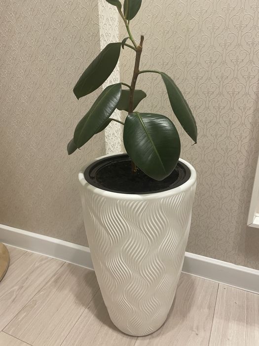 Продам комнатные растения