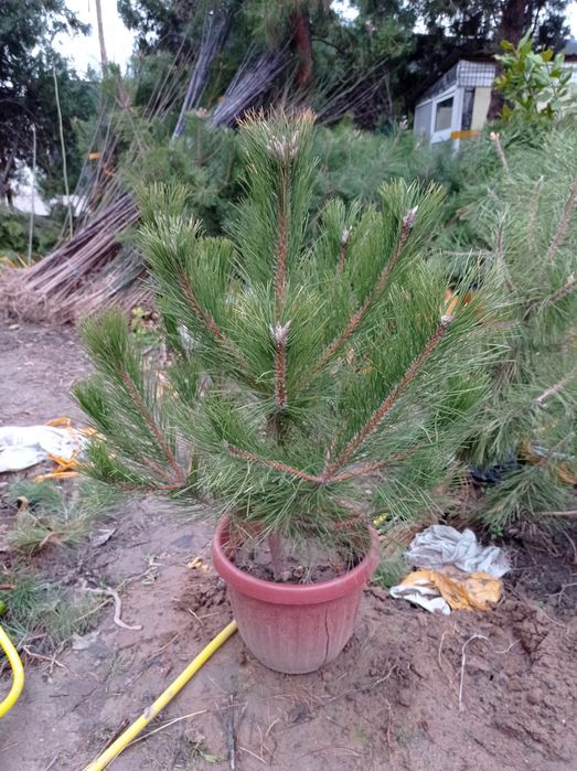 Арча хархил турдаги