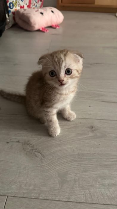 Шотландский котята
