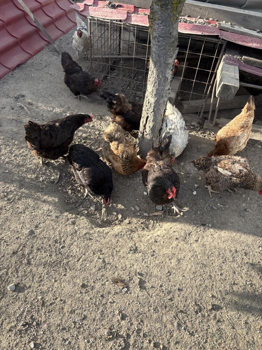 Găini outoare si de carne de vânzare – crescute în gospodărie