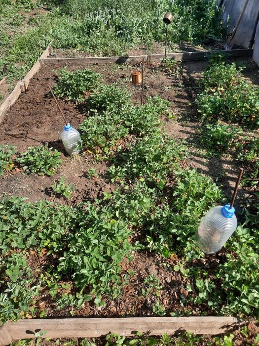 Продам дачу Вавилова. 9 линия.