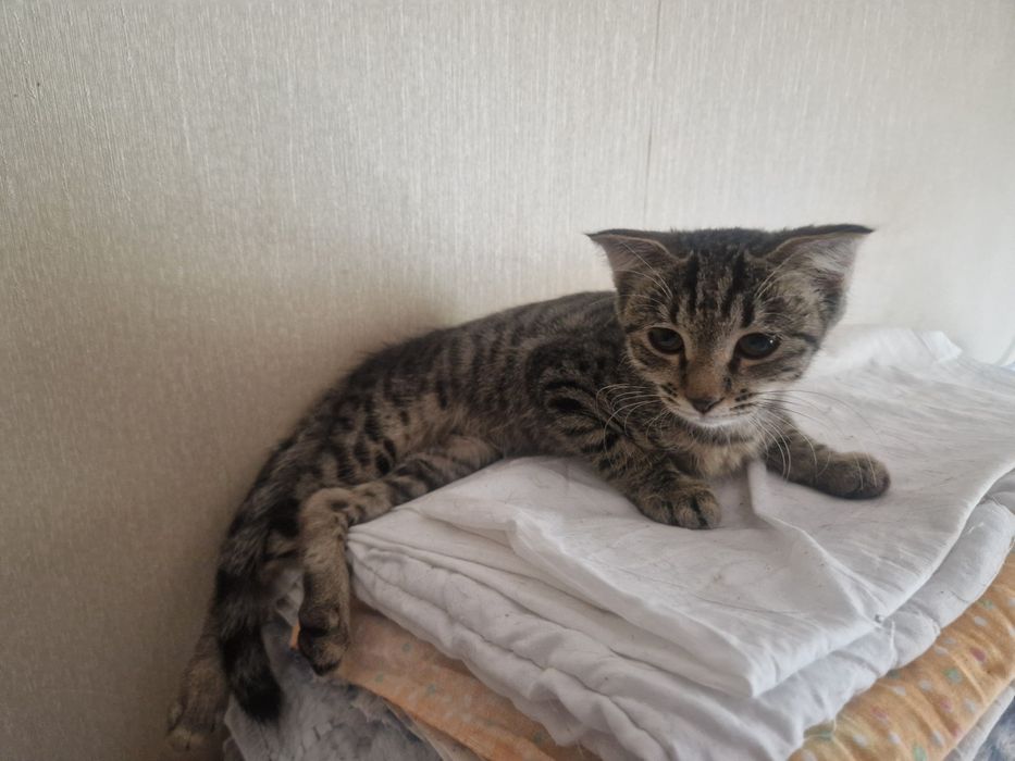 Девочка в добрые руки