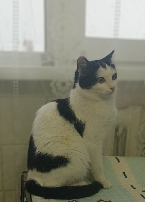 Кошечка ,6 мес.в добрые руки