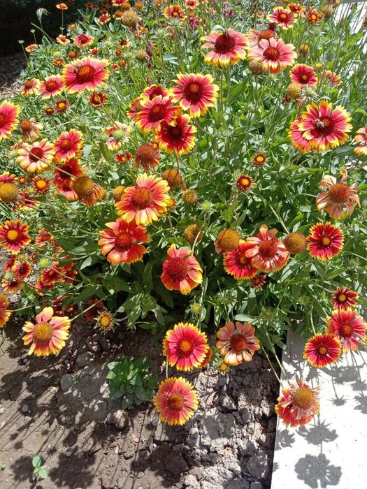 Многолетние цветы,хризантема,гайлардия,пион