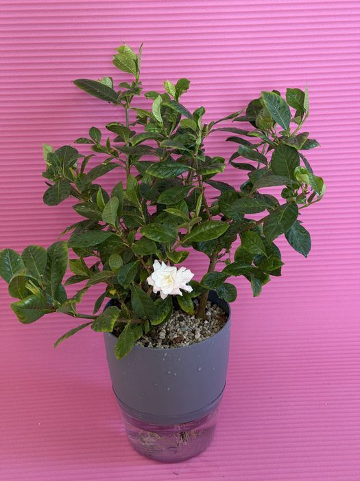 Гардения жасминовидная