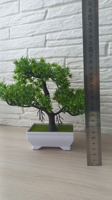 Дерево    Бонсай