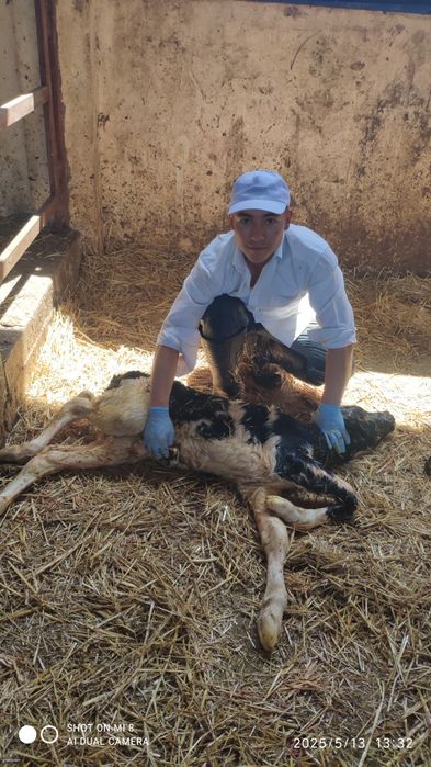 Qishloq xoʻjaligi hayvonlarini pirafilaktika qilish va davolash .