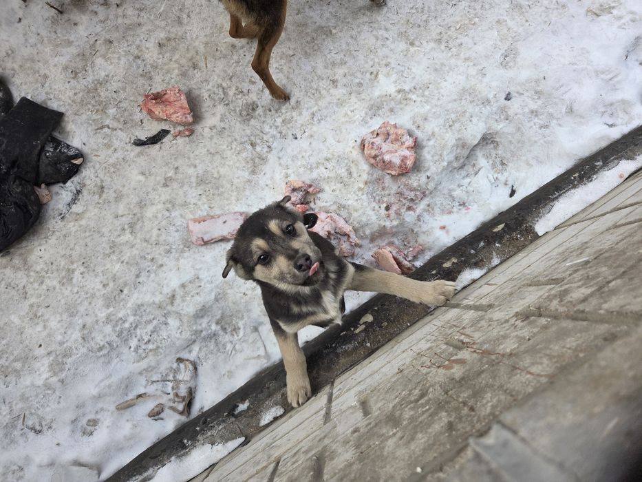 Отдам щенка в добрые руки