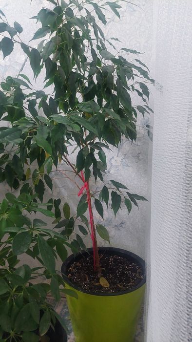 Цветы комнатные большие