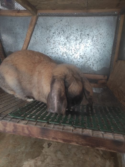 Французский баран,крол