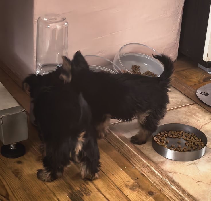 Малки сладурчета