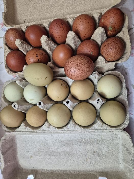 Oua incubator araucana