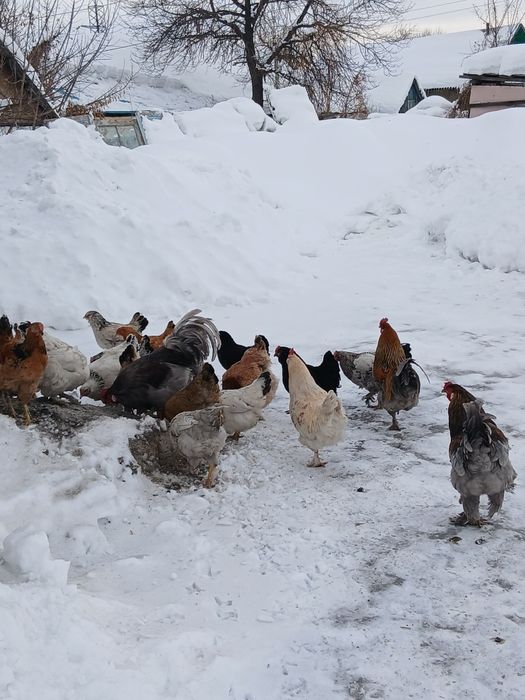 Петухи 6-7 месяцев