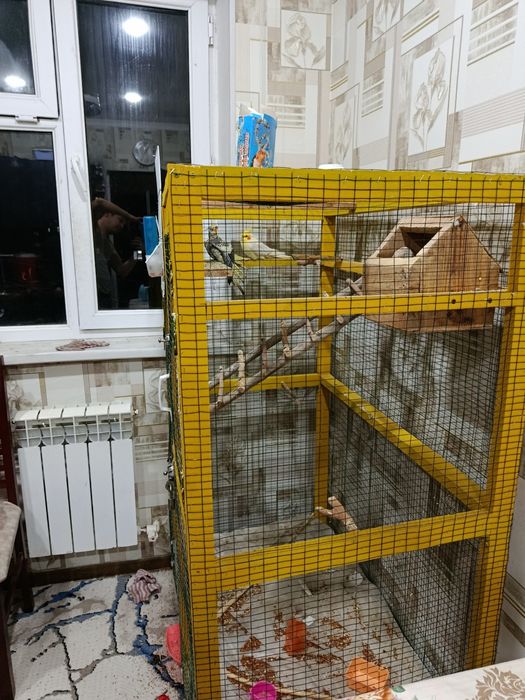 Корелла попугай уйасы менен