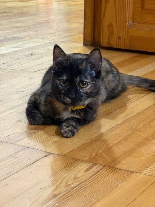 Отдам в добрые руки ангелочек