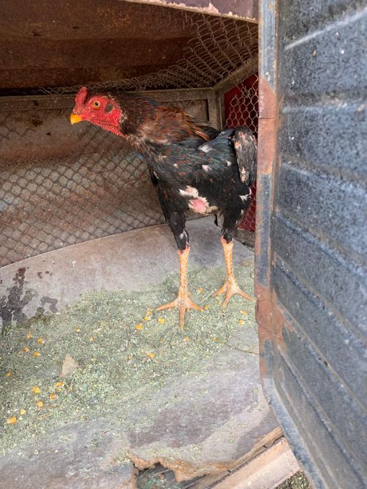 Продам петуха Дакан