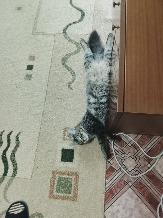 Отдам котенка породы мейн-кун