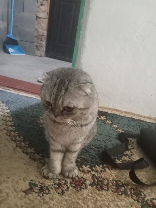 Срочно продам кота