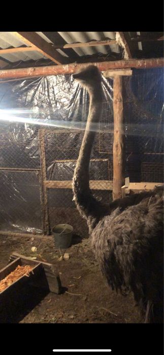 Страус сатылады