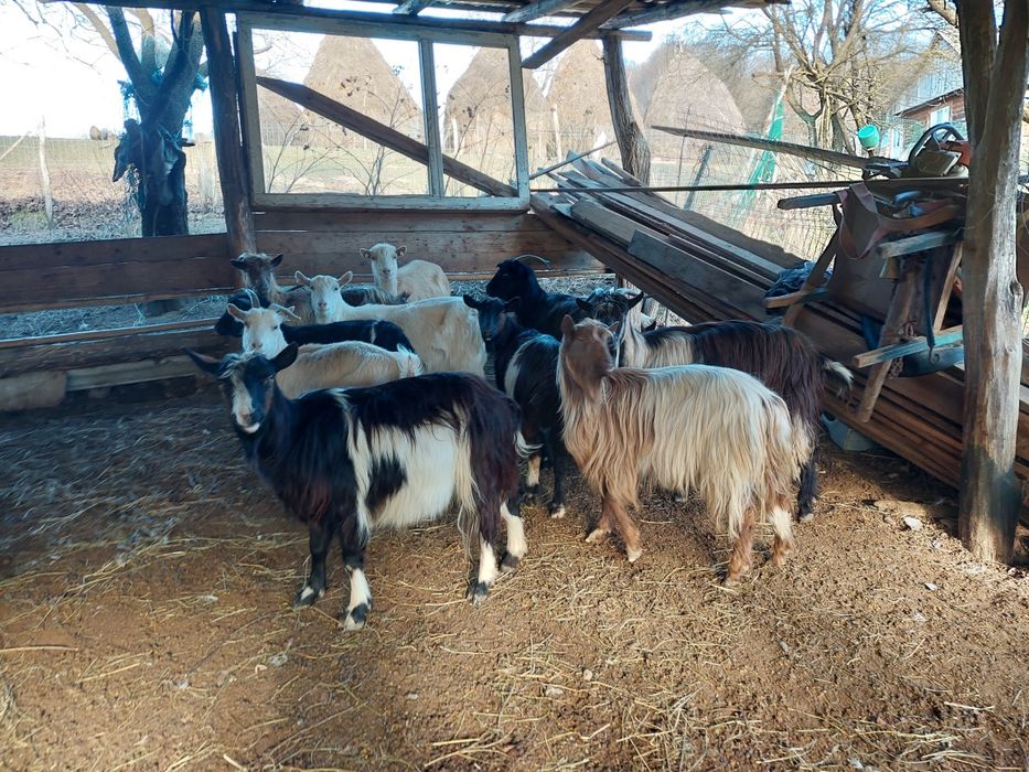 Vând capre gestante