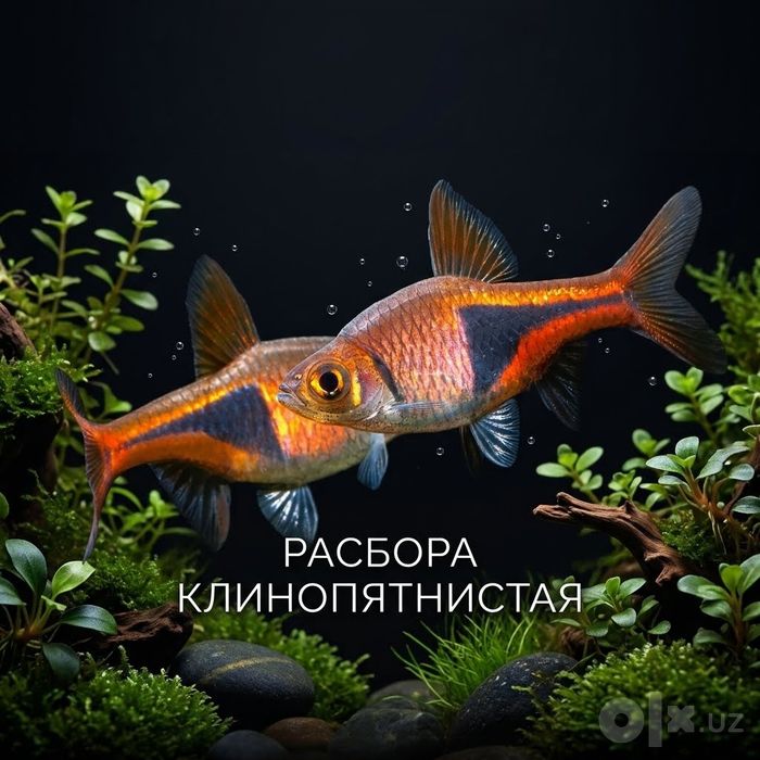Расбора Клинопятнистая аквариумная рыбка