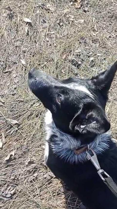 Собачки в ответственные руки