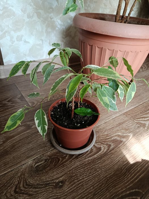 Фикус Бенджамина