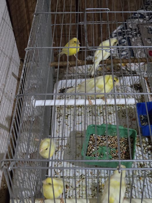 Kanareyka 4oyli maladoyla 150000 mindan