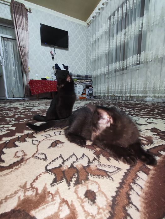 Котят бесплатно отдам