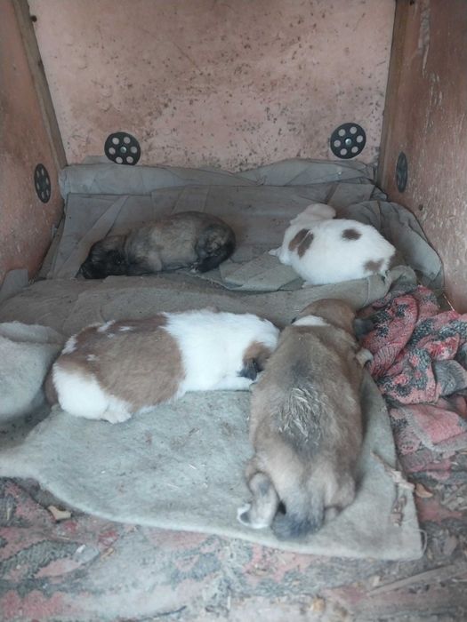 Отдам умных собак и кошек