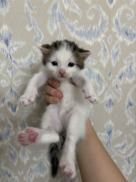 В добрые руки котята