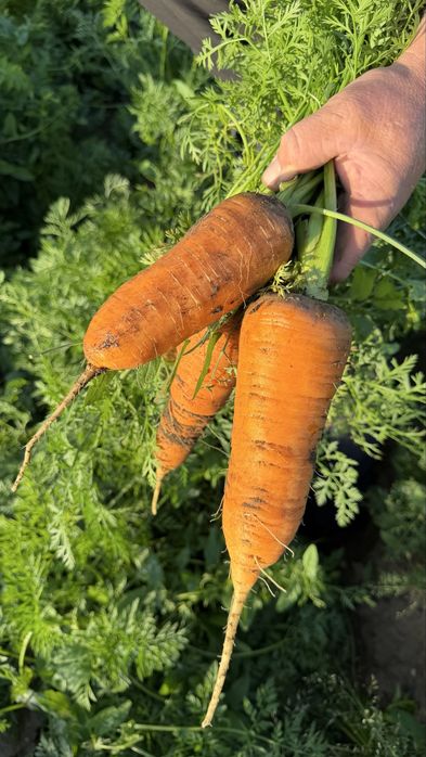 Продам морковь свежий урожай