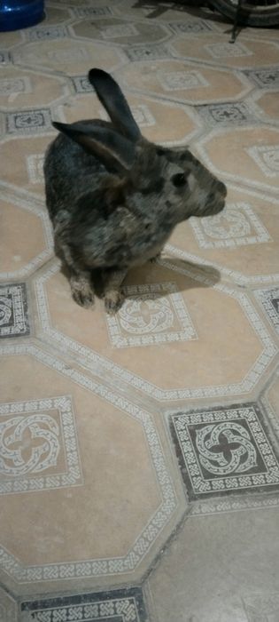 Buĝoz quyonlar sotiladi