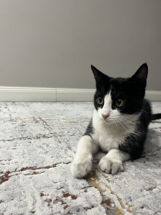 Отдадим котенка в добрые руки