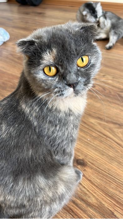 Британски висалухий