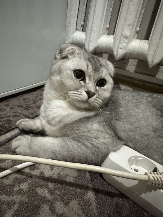 Шотландская вислоухая