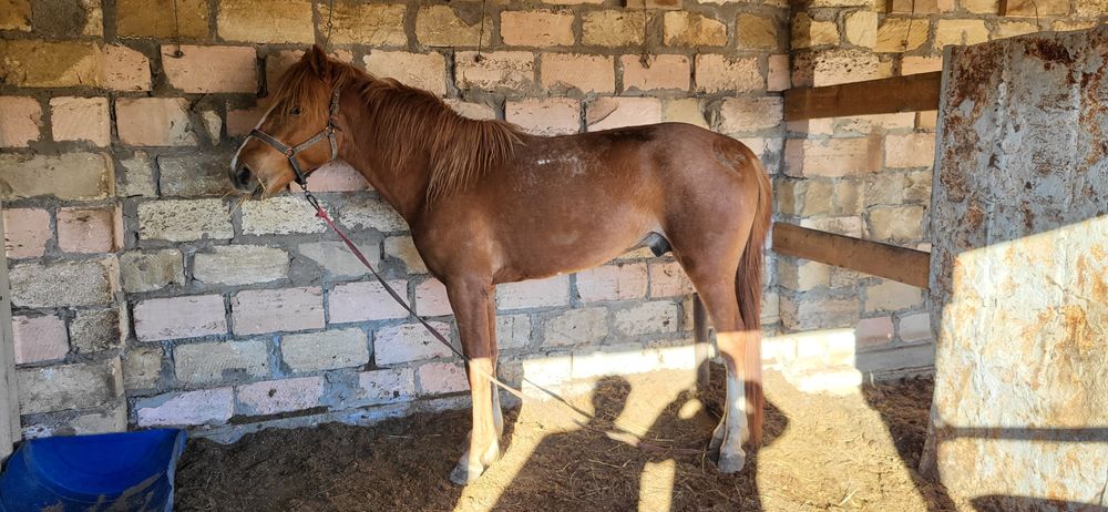 Айғыр сатылады 3жаста