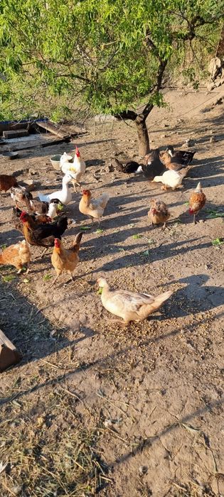 Мускусни патици, юрдечки, яйца