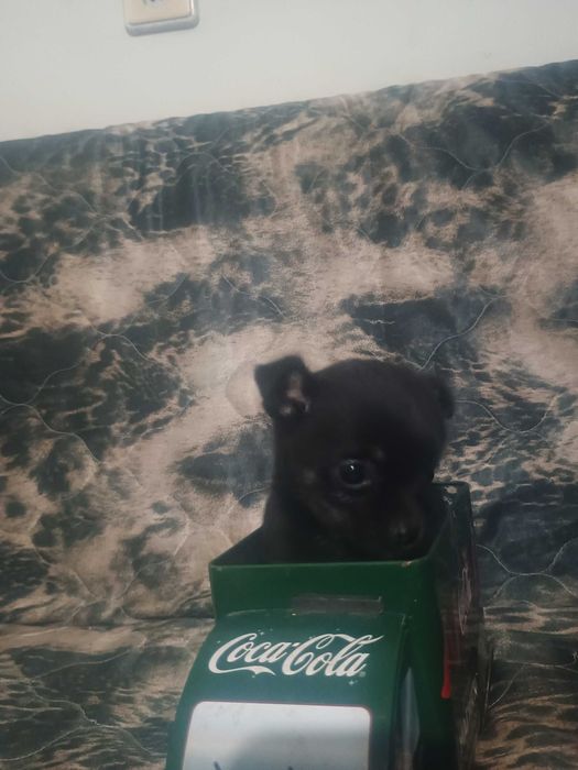 Свободни момчета чухопинчери