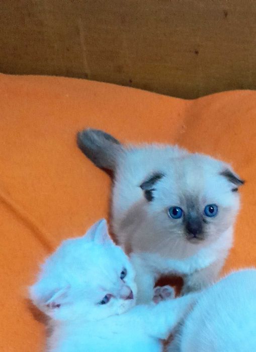 Британска/шотландска сребърна чинчила