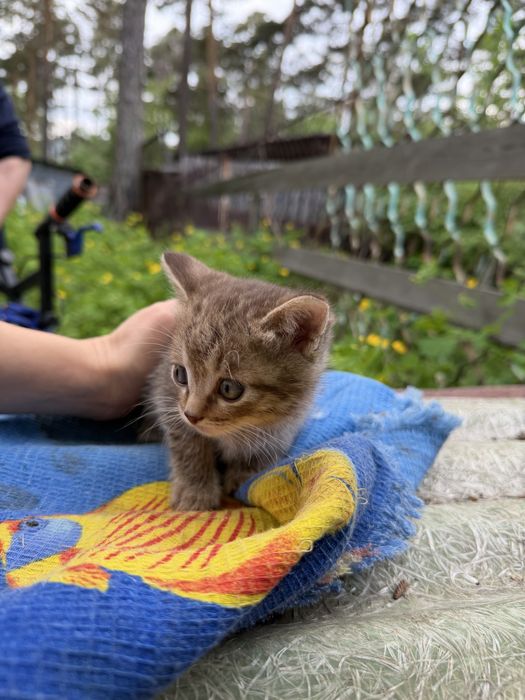 Отдам котика в добрые руки