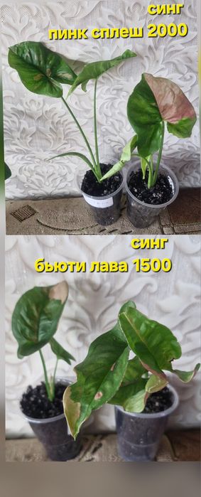 Комнатные растения в продажу