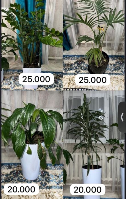 Продаю красивые домашние комнатные цветы / Уютные растения для дома