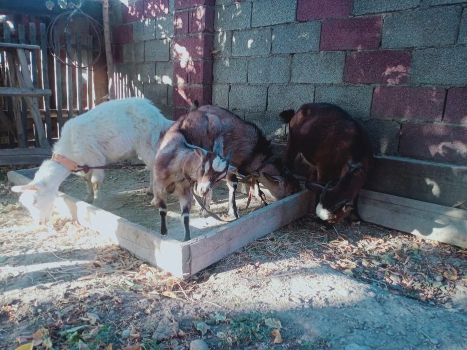 Ешкі лақтарымен! Козы с козлятами!