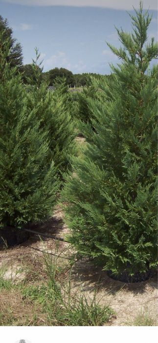 Cupressocyparis leylandii